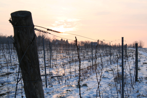 Winter-in-the-vineyard